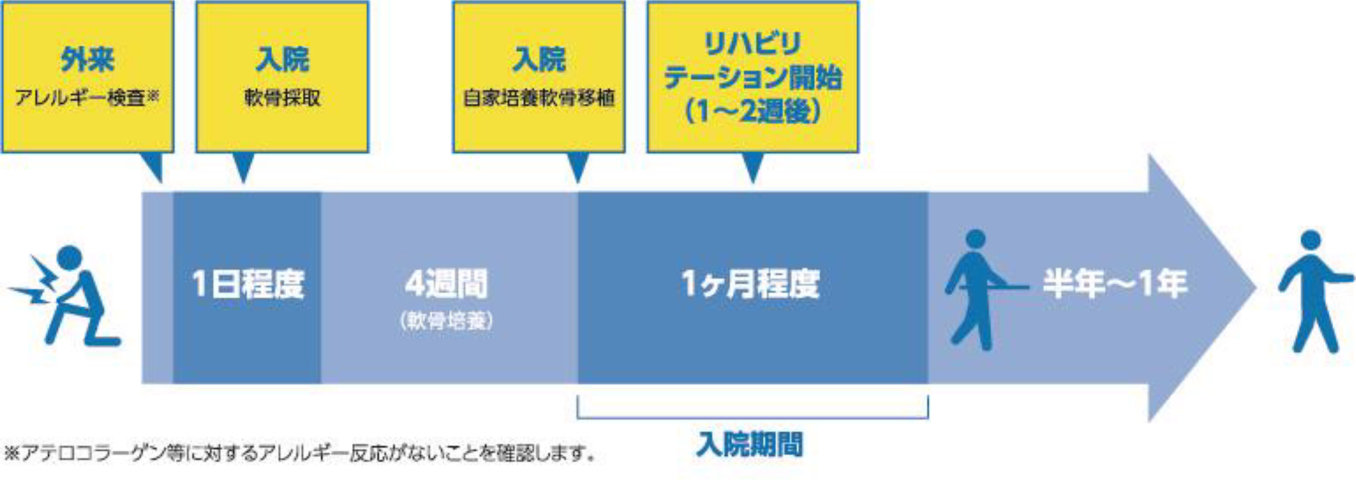 自家培養軟骨移植術のリハビリスケジュール